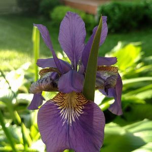 Meet your Posher, Shari